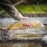Brown Trout with Hero fly rod
