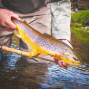 Vision Rivermaniac Fly Rod - Guide Flyfishing