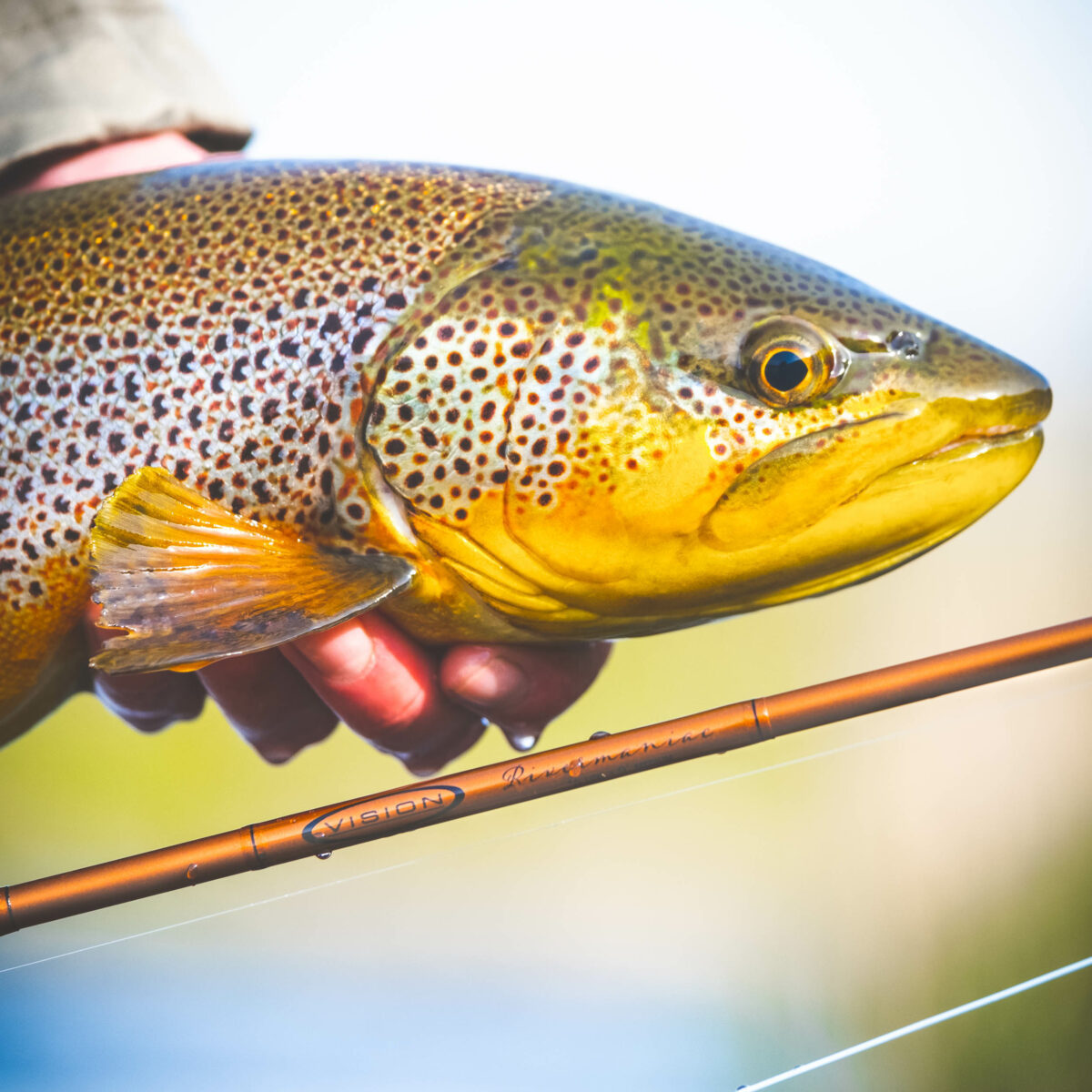 Vision Rivermaniac Fly Rod - Guide Flyfishing