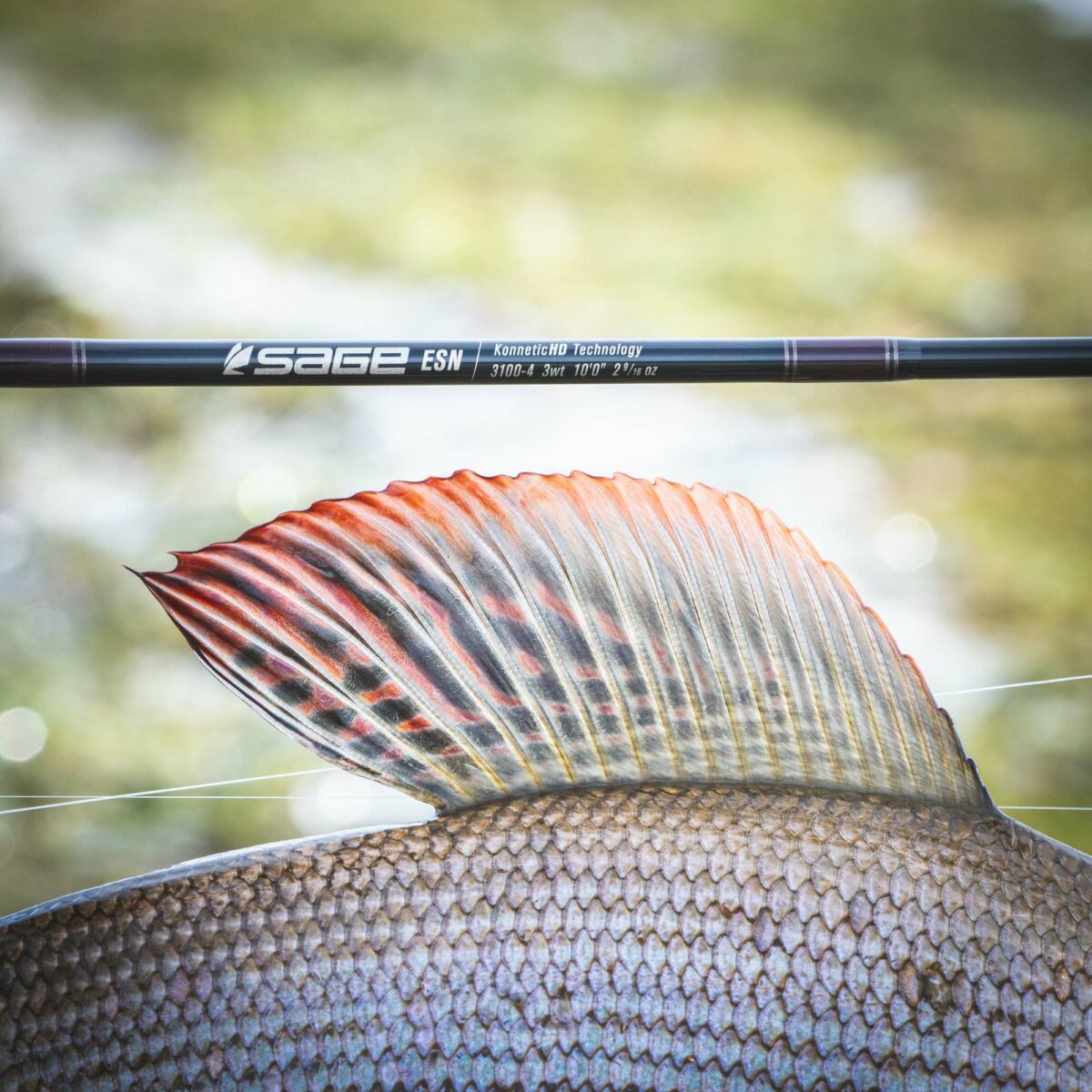 Demo Sage ESN Fly Rod - Guide Flyfishing