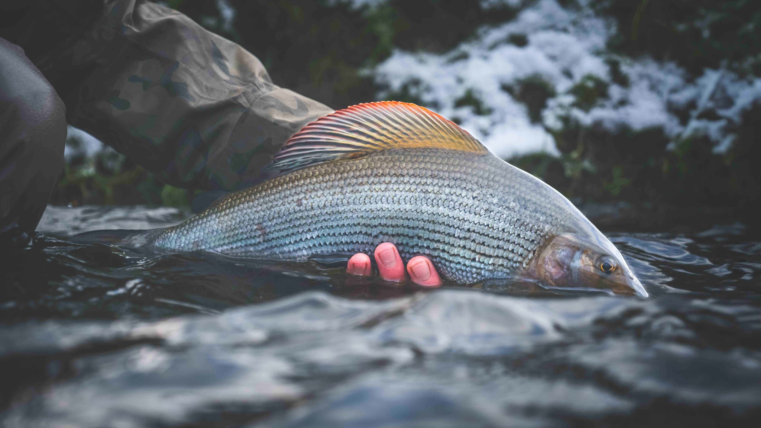 Image of Grayling caught whilst Euro Nymphing for Grayling