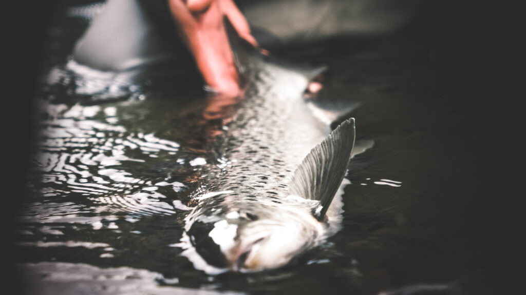 Tackling Up For Sea Trout - Guide Flyfishing