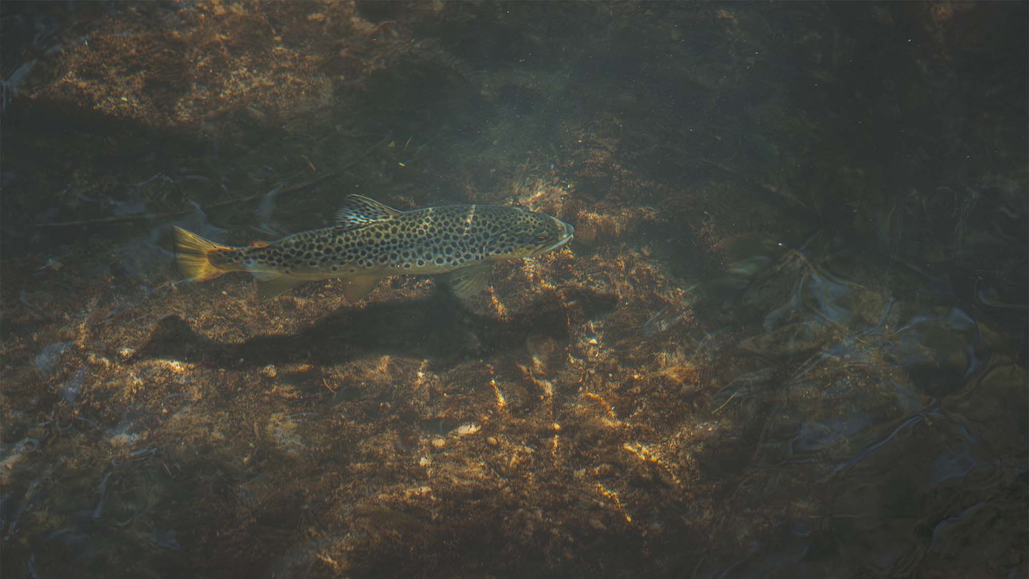 Practical Dry Fly Fishing Tips - Guide Flyfishing
