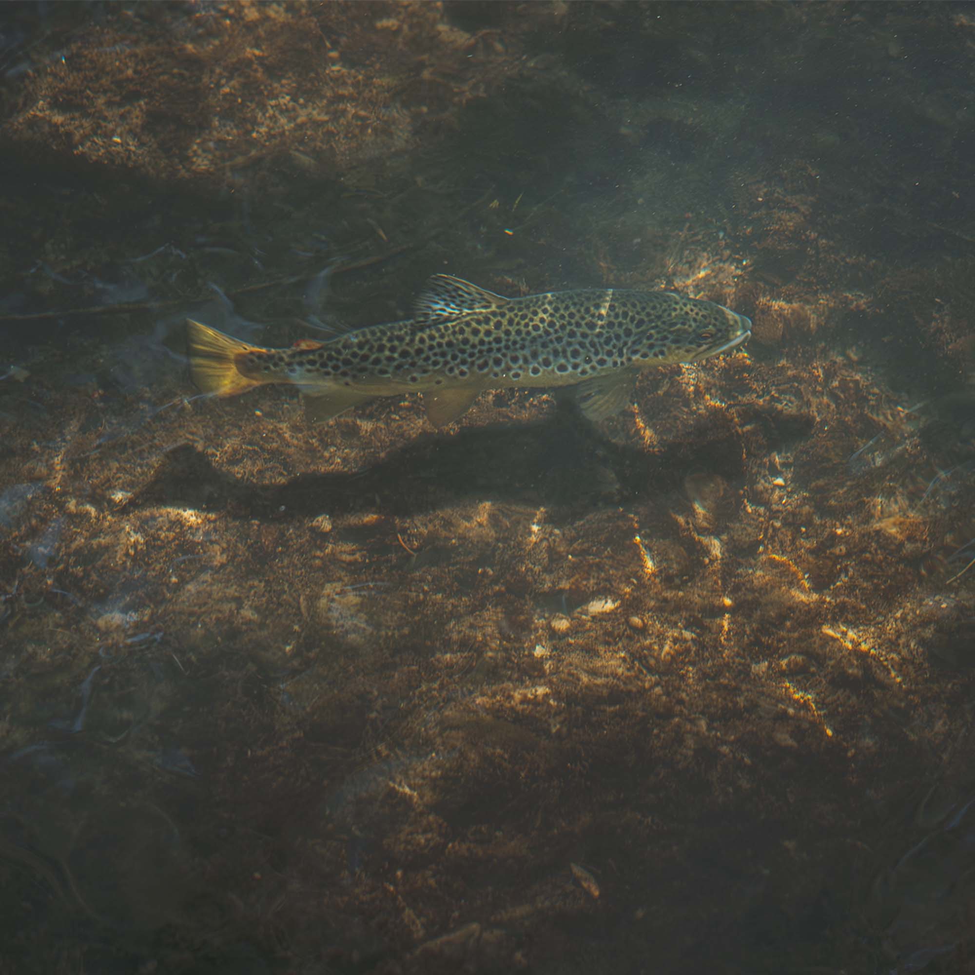 Practical Dry Fly Fishing Tips - Guide Flyfishing