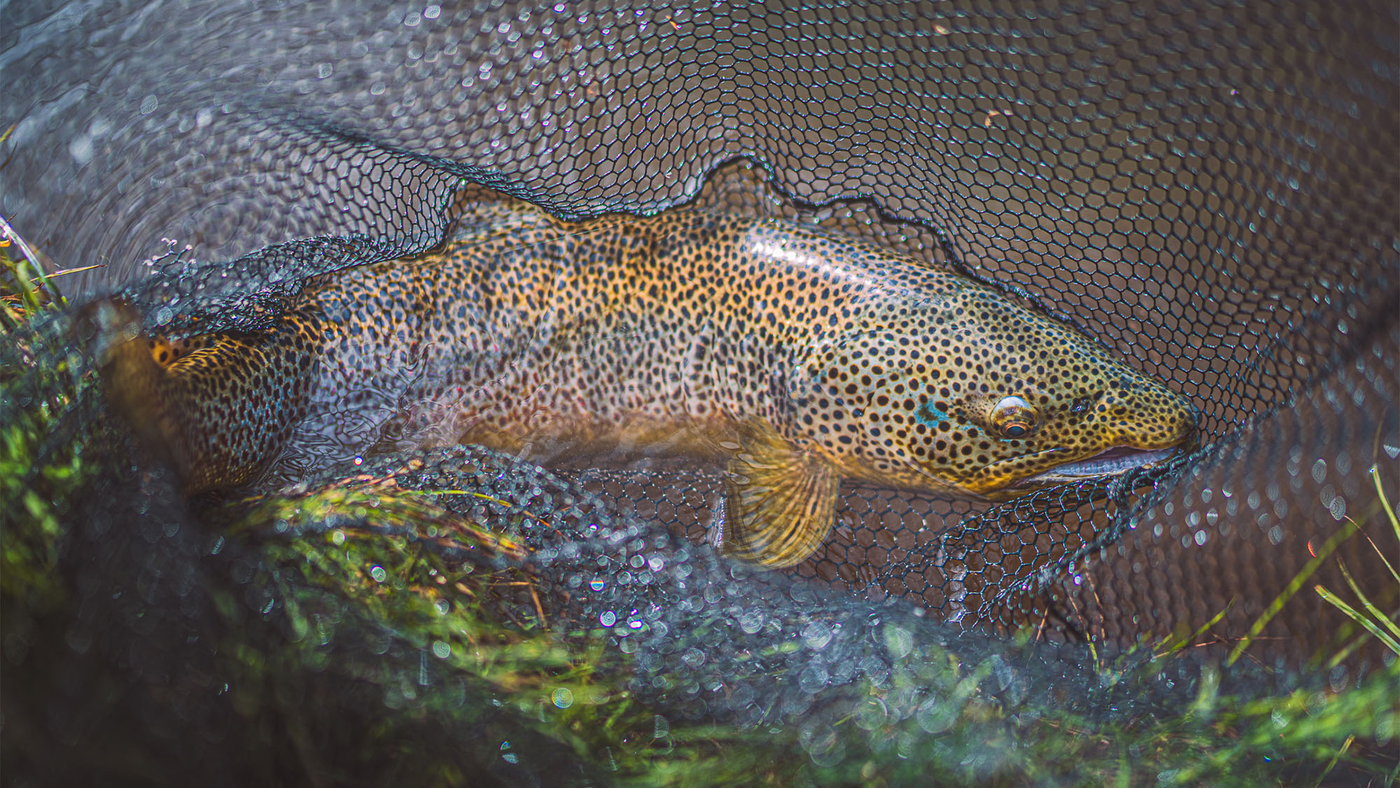 Practical Dry Fly Fishing Tips - Guide Flyfishing
