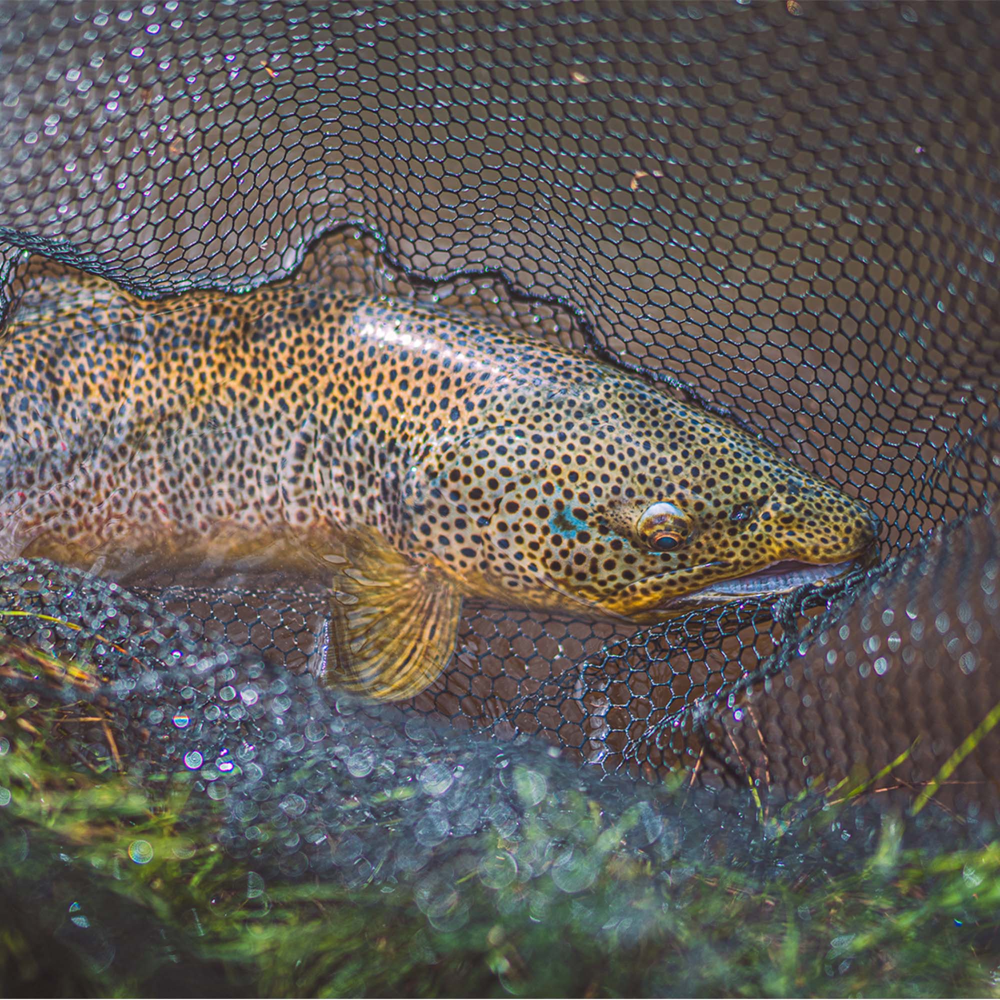Practical Dry Fly Fishing Tips - Guide Flyfishing