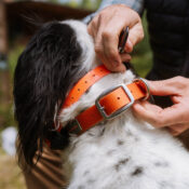 Fishpond Dog Collar - Guide Flyfishing