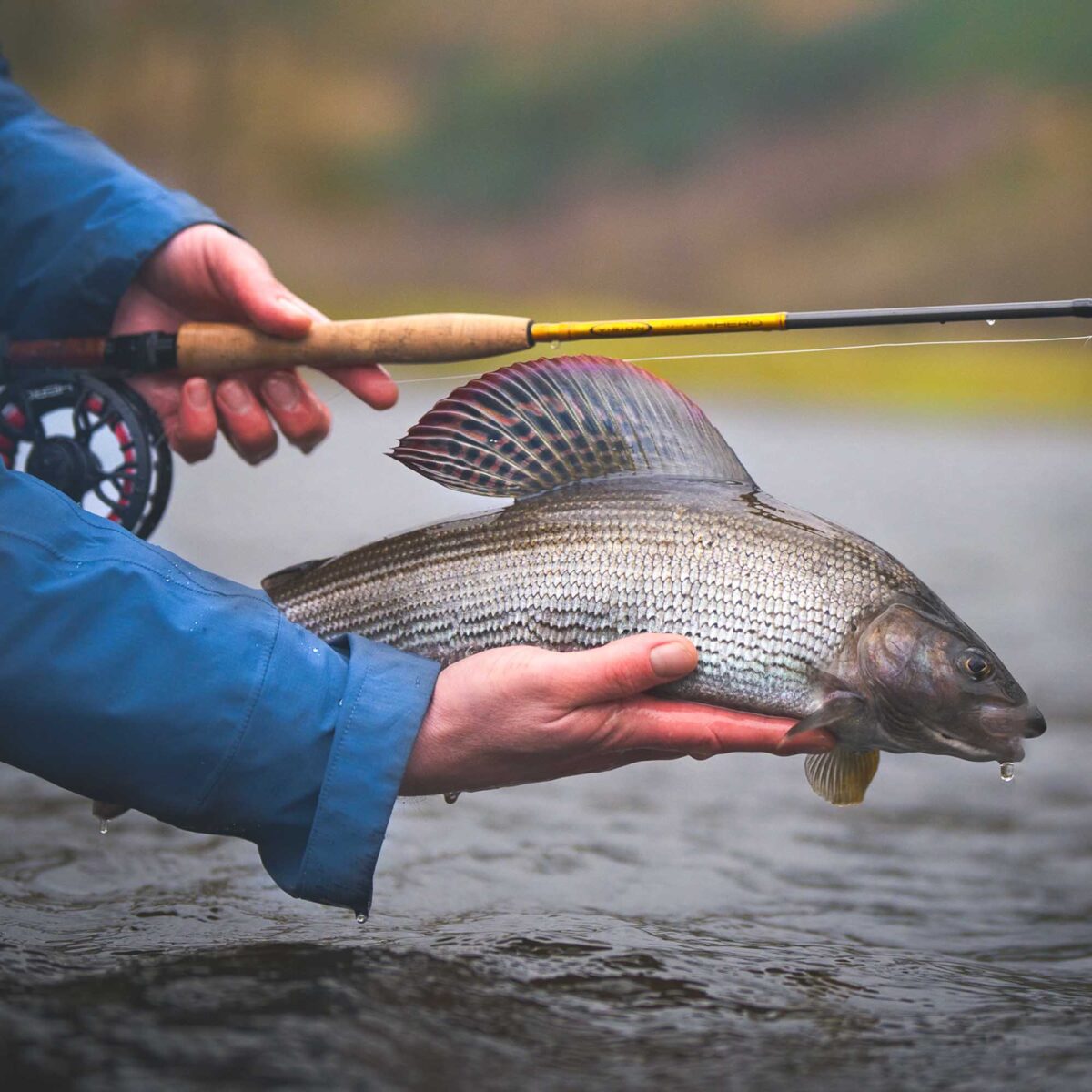 Vision Fly Fishing - Guide Flyfishing Online Wholesaler