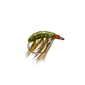 Caledonia Shrimper B/L (U/W)