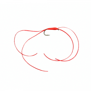 Caledonia Leggy Blood Worm (W)