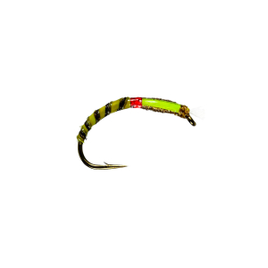 Caledonia Olive Quill Buzzer